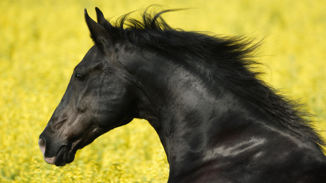 Black horse yellow field blurry free wallpaper - medium preview image
