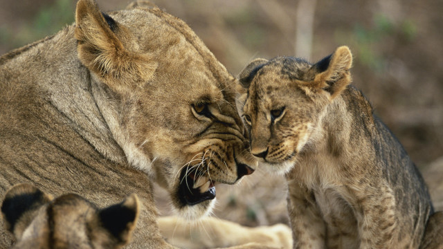 Lions playing wild nature art free wallpaper - medium preview image