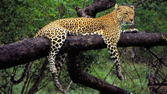 Leopard tree branch wild nature free wallpaper - medium preview image