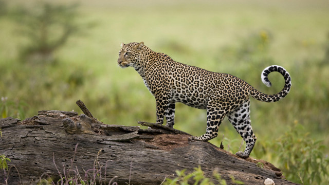 Leopard logs grass trees blurry free wallpaper - medium preview image