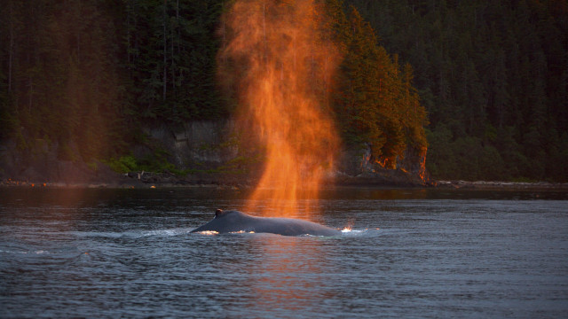 Large animal lake forest fire free wallpaper - medium preview image