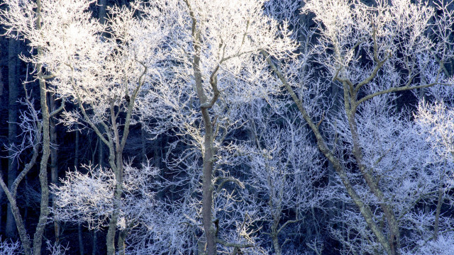 Frosted trees mountain snowy forest free wallpaper - medium preview image