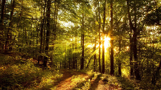 Dirt road forest sunset city free wallpaper - medium preview image