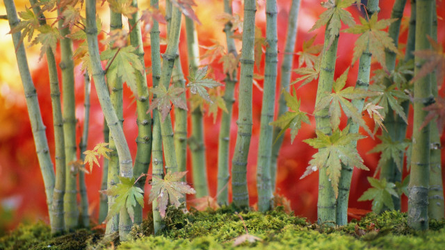 Bamboo forest autumn leaves shrine free wallpaper - medium preview image