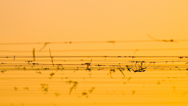 Bird silhouette barbedwire orange sky free wallpaper - medium preview image