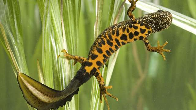 Leopard gecko plant tail turned free wallpaper - medium preview image