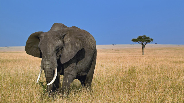 Elephant walking tall grass tree free wallpaper - medium preview image