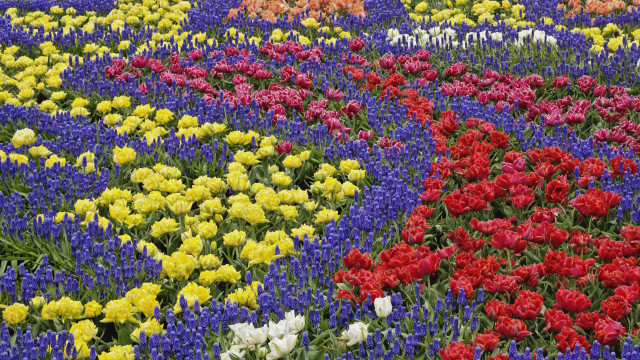 Flower field colorful bouquet blue free wallpaper - medium preview image