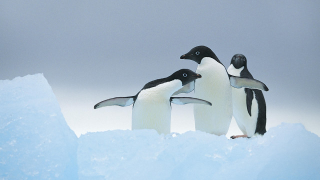 Penguins ice snow outdoors award free wallpaper - medium preview image