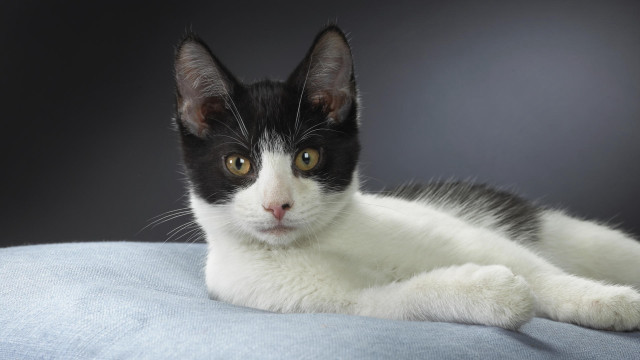 Black white cat blue pillow #3 free wallpaper - medium preview image