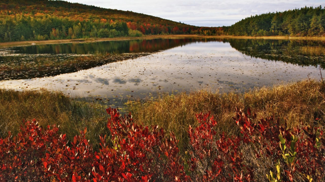 Autumn lake forest falling leaves free wallpaper - medium preview image