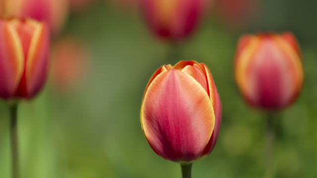 Pink flower closeup bokeh macro free wallpaper - medium preview image