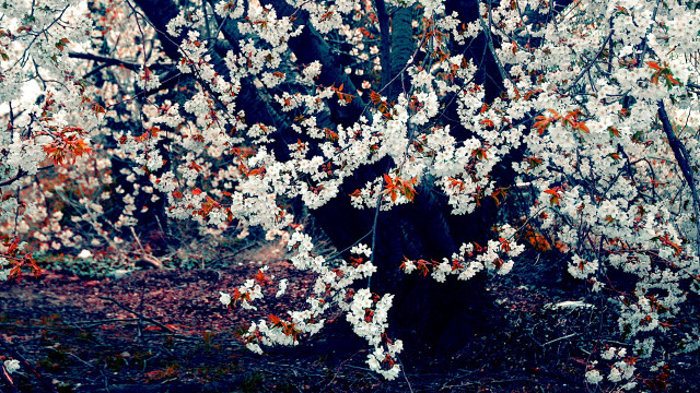 Bush flowers woods sign night free wallpaper - medium preview image