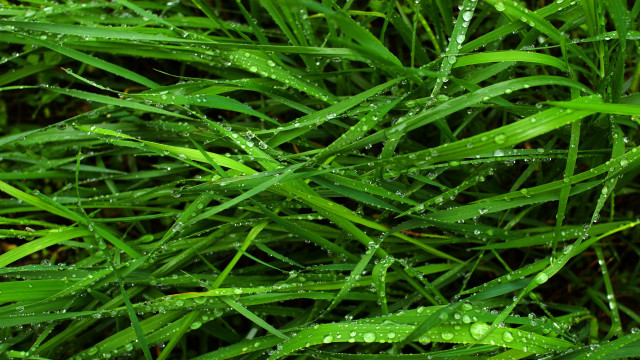 Grass water droplets macro nature #8 free wallpaper - medium preview image