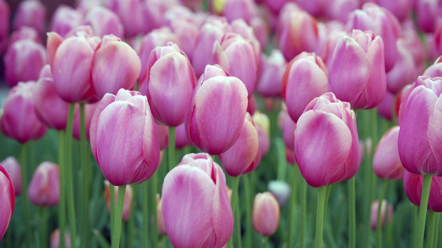 Pink tulips bokeh outdoors flower free wallpaper - medium preview image