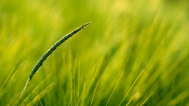 Green grass closeup blurry background #4 free wallpaper - medium preview image