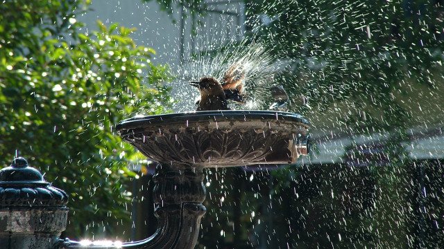 Bird fountain spraying water ecological #2 free wallpaper - medium preview image