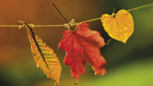 Leaves line string autumn macro free wallpaper - medium preview image