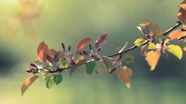 Branch leaves buds sunlight blurred free wallpaper - medium preview image
