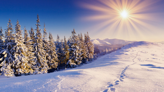 Snowy landscape sun trees trail free wallpaper - medium preview image