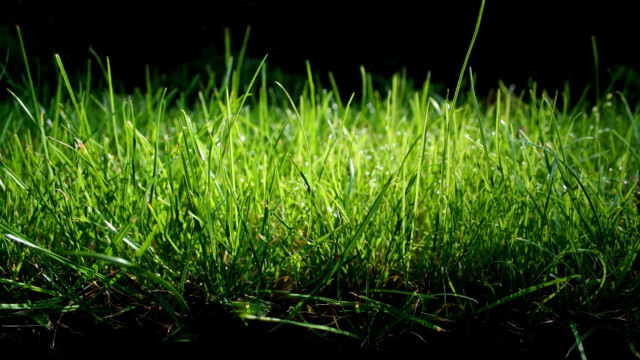 Green bush bird grass forest free wallpaper - medium preview image