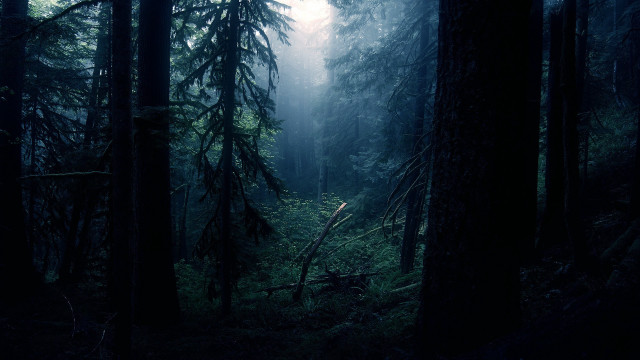 Dark forest tall trees fog #5 free wallpaper - medium preview image