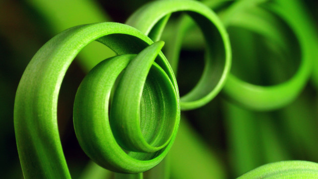 Green plant spiral macro generative free wallpaper - medium preview image