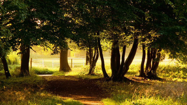 Dirt path field trees fence free wallpaper - medium preview image