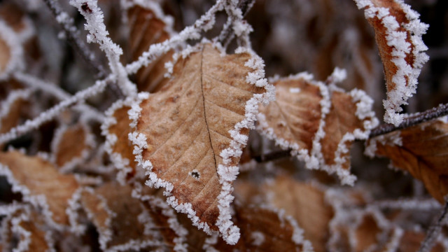 Frosted leaf on leaf ground #2 free wallpaper - medium preview image