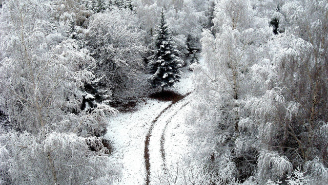 Snowy forest trail trees ice free wallpaper - medium preview image