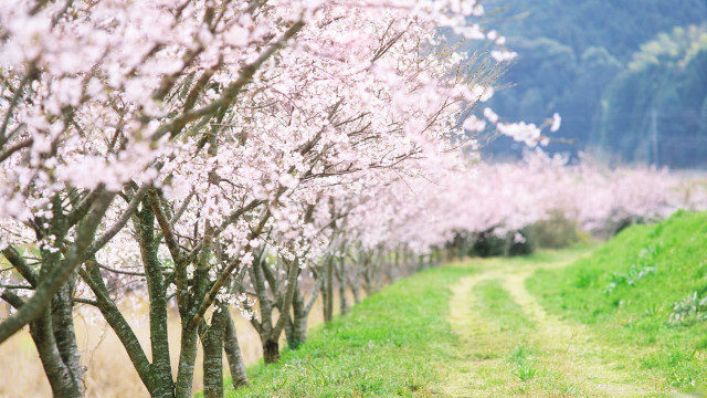 Pink cherry blossoms impressionist scenery free wallpaper - medium preview image