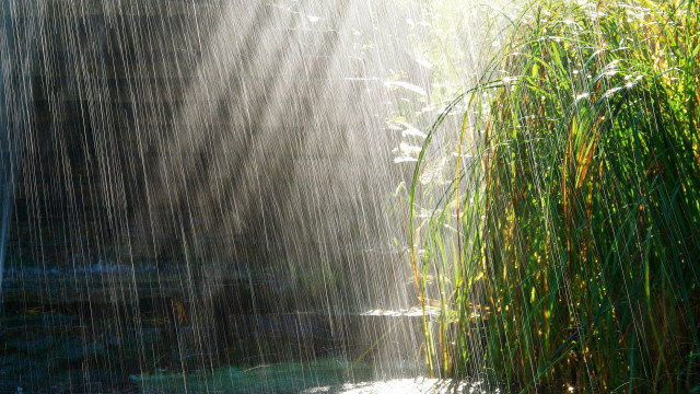 Stream water light shining grass free wallpaper - medium preview image