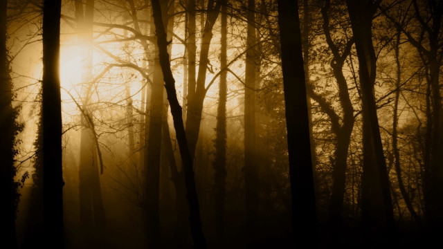 Foggy forest sunlight bamboo nature free wallpaper - medium preview image