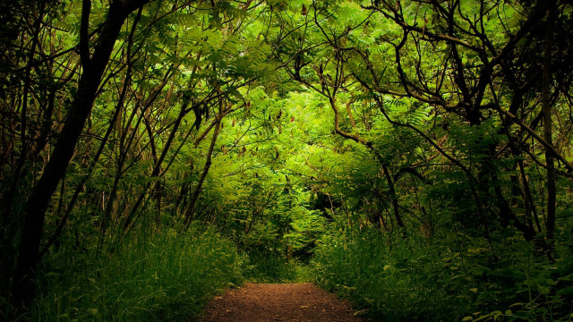 Dirt path forest trees sunlight #2 free wallpaper - medium preview image