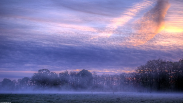 Foggy field trees cloudy sky free wallpaper - medium preview image