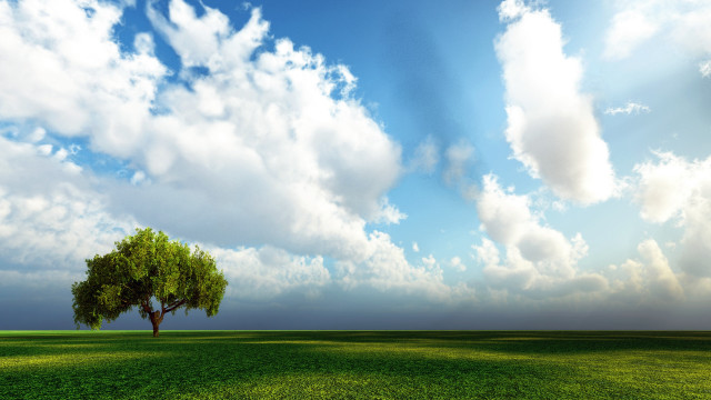 Lone tree green field cloudy #3 free wallpaper - medium preview image
