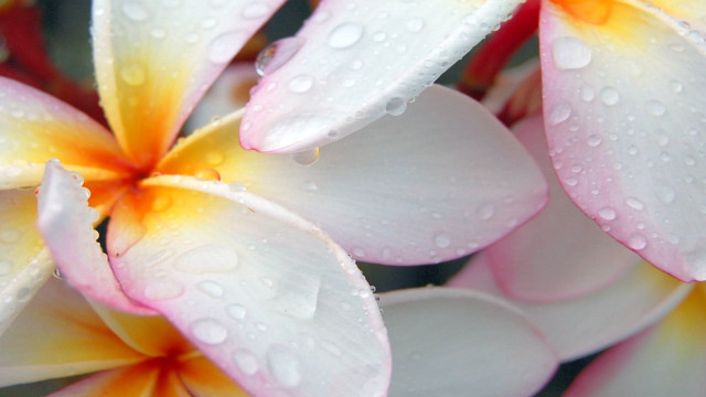 Closeup waterdroplets sunflower macro photography free wallpaper - medium preview image