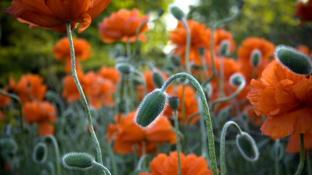 Orange flower field bokeh autumn free wallpaper - medium preview image