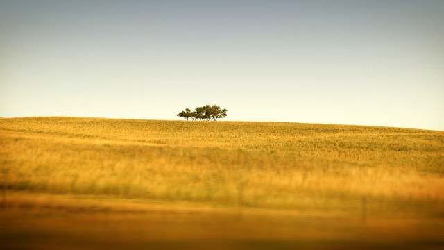 Lone tree field grass sunny #2 free wallpaper - medium preview image
