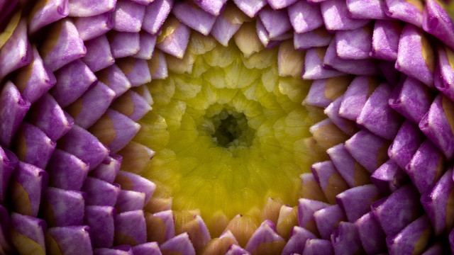 Flower macro purple yellow generative free wallpaper - medium preview image