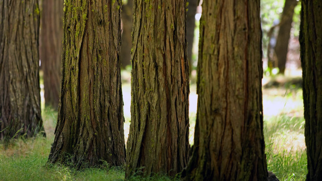 Mossy trees forest bench ecological free wallpaper - medium preview image