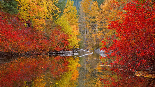 Lake fall colors forest autumn free wallpaper - medium preview image