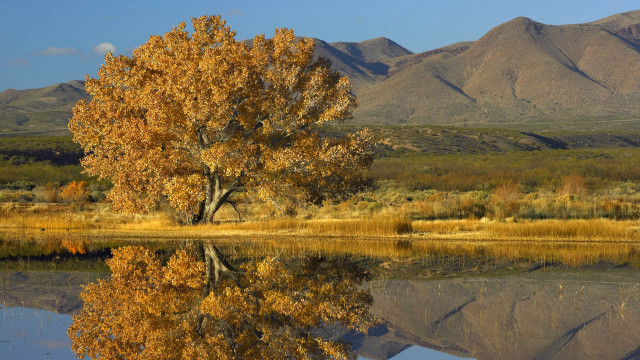 Tree reflection lake mountains autumn free wallpaper - medium preview image