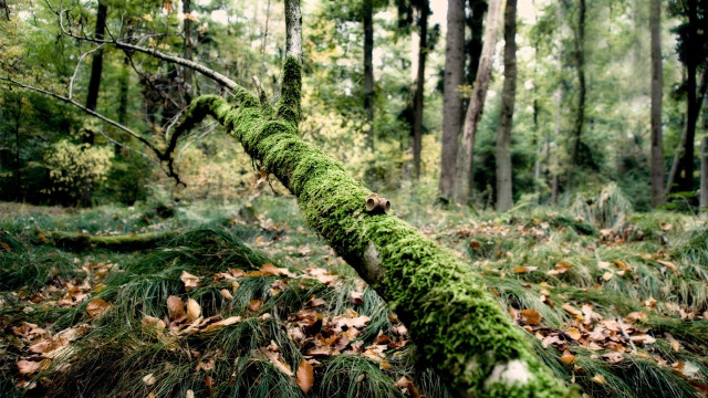Mossy log forest leaves branch free wallpaper - medium preview image