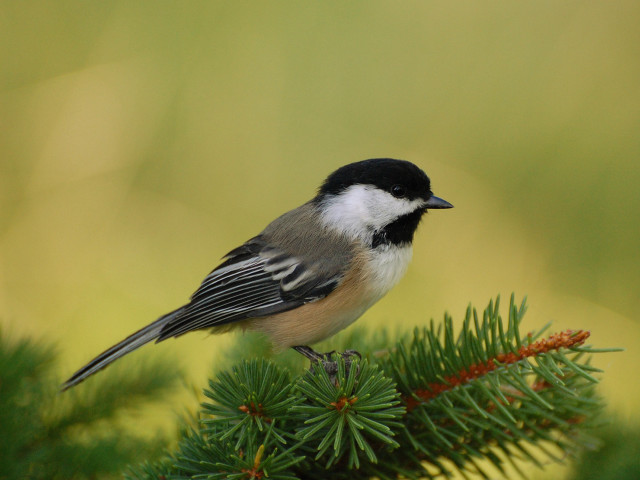 Small bird pine branch nature free wallpaper - medium preview image