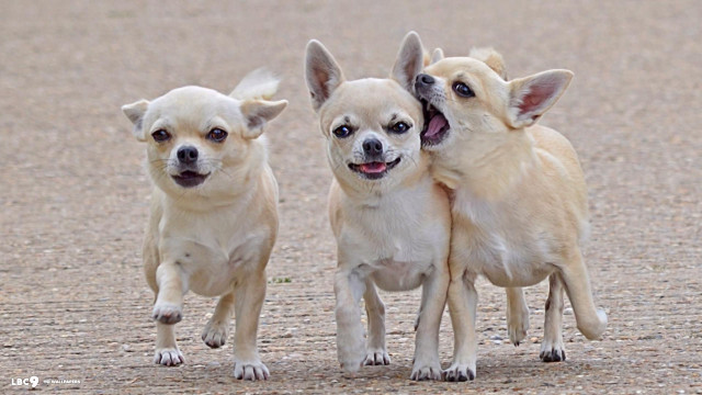 Three small dogs dirt ground free wallpaper - medium preview image