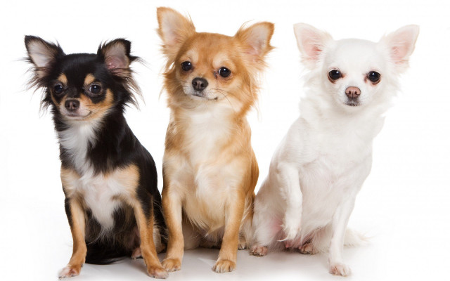 Three small dogs sitting white free wallpaper - medium preview image