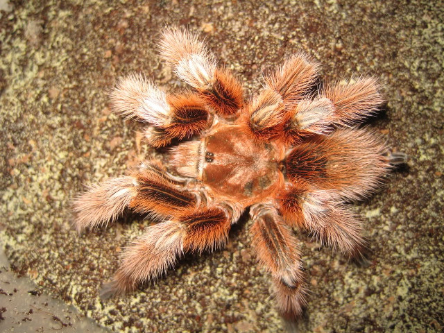 Tarantula closeup rock dirt sand free wallpaper - medium preview image