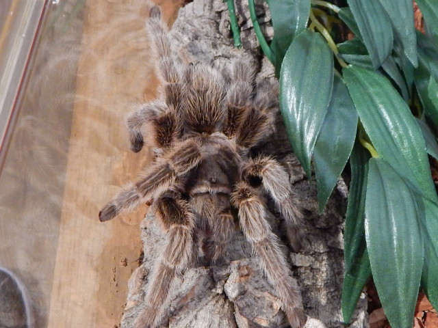 Large spider tree stump plant free wallpaper - medium preview image