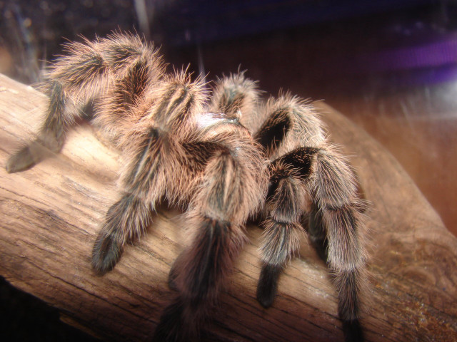 Tarantula closeup wooden branch blurry free wallpaper - medium preview image